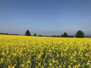 Obraz premium Champ de colza