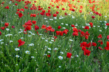 Fleurs et coquelicots des champs