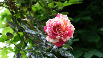 une rose bi-color rouge et blanche en gros plan 