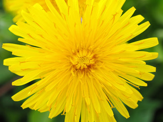Dandelion flower close-up. Top view on a background of green grass. Yellow petals, stamens and pistils. Colorful illustration on the theme of summer and warm season. Bright saturated color. Macro