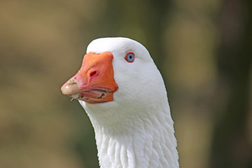 white goose in close up