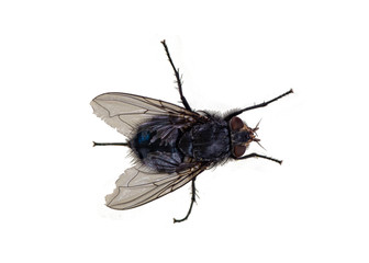plain black fly close-up on a white background