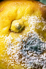 Close-Up Of Half Rotten Lemon Against White Background