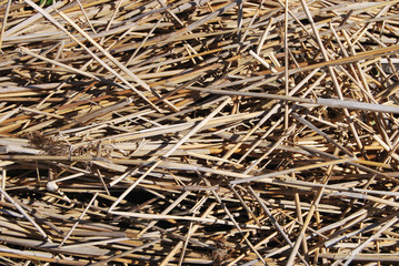 Straw Background