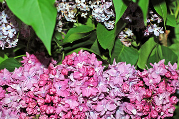 pink and white flowers