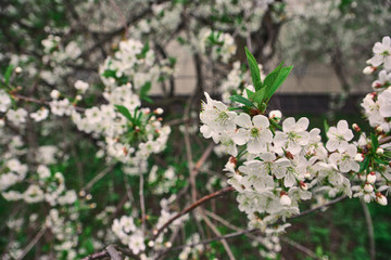 white flowers in a green spring park