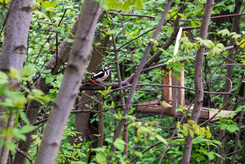 woodpecker bird flew to the feeder to peck seeds in the forest