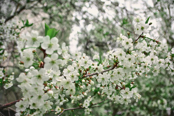 white flowers in a green spring park