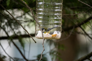 bright forest birds flew to the feeding trough with seeds for lunch