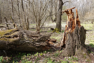 A large tree is broken by a hurricane at the very root. Aftermath of the storm