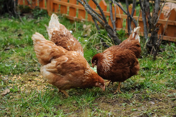 Red chickens on a private farm in the village