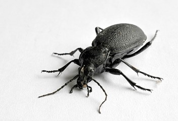 detail view, animal black beetle