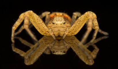 The crab spider / Thomisidae