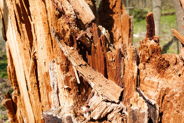 Broken tree close up. The texture of a broken tree.
