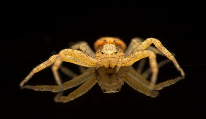 The crab spider / Thomisidae