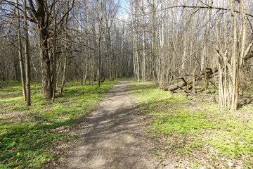 High birch trees - early spring in the forest - sunny day in the forest of white birches. Russia
