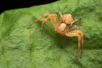 The crab spider / Thomisidae