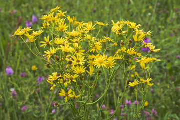 Obraz premium Champ pâquerettes jaunes
