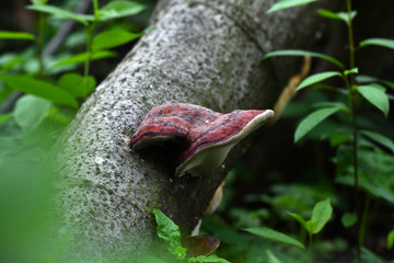 tree trunk with mushroom growth on a background of green vegetation