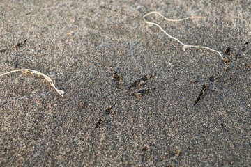 bird tracks in the wet sand