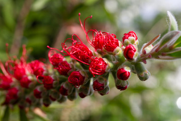 infiorescenza di callistemon rosso ramo particolare della fioritura e del bocciolo fioritura stame macro