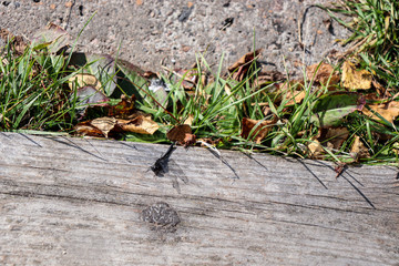 dragonfly on the  wood Board