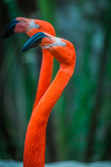 American flamingo