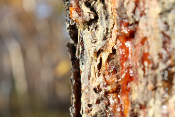a drop of resin on a tree
