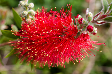 infiorescenza di callistemon rosso ramo particolare della fioritura e del bocciolo stame macro fioritura