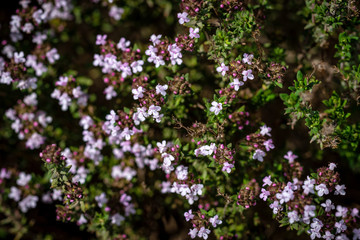 Thyme - a fragrant medicinal plant, belongs to the family Lacock. The official name for thyme is creeping thyme.