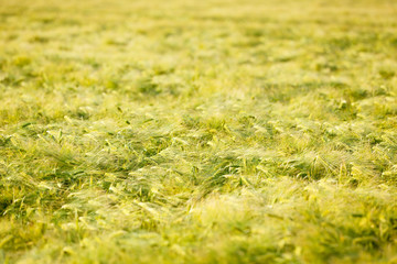 Rye Field In Summer