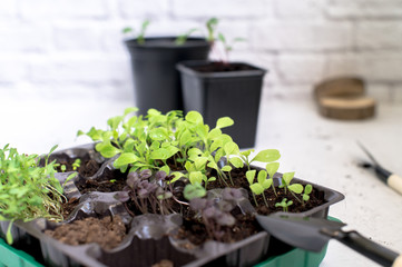 Little plant sprouts in black plastic grow box