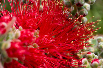 infiorescenza di callistemon rosso ramo particolare della fioritura e del bocciolo stame macro