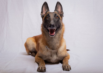 Perro, pastor alemán