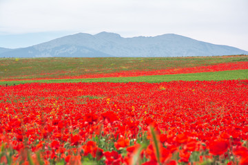 spectacular field of poppies in spring