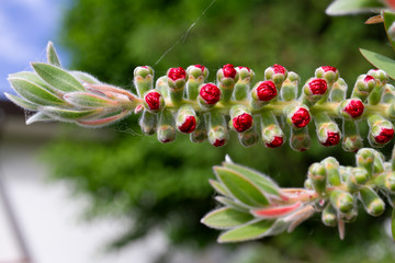 infiorescenza di stame callistemon rosso ramo particolare della fioritura e del bocciolo macro