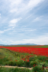 Naklejka na ściany i meble spectacular field of poppies in spring