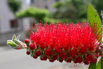 infiorescenza di callistemon rosso ramo particolare della fioritura e del bocciolo macro
