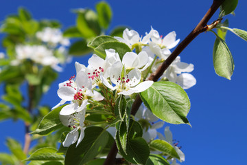 Flowering pears. Beautiful white flowers and leaves on a branch. Close-up. Background. Landscape.