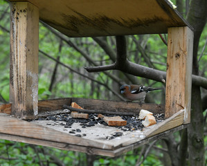 brown winged finch bird flew to the trough to peck seeds