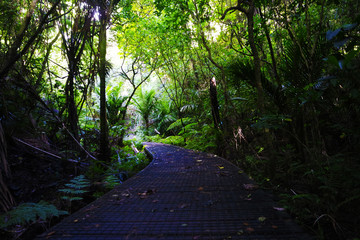 Pathway in the forest