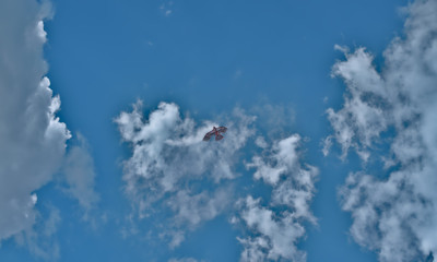 landscape photograph of a kite flying in the blue sky with white clouds