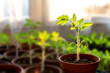 Small sapling plant growing indoor beneath a window towards warm sunlight, with more plants in the blurry background