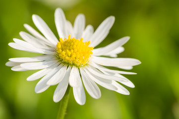daisy flower close up in the garden