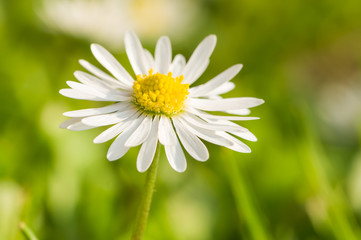 Fototapeta premium daisy flower close up in the garden