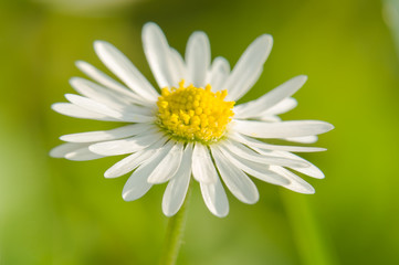 Fototapeta premium daisy flower close up in the garden