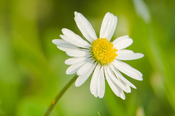Obraz premium daisy flower close up in the garden