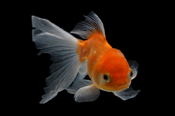 single oranda goldfish with black background