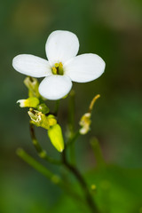 flower close up in the garden