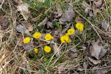 Beautiful yellow coltsfoot flowers growing between dry grass and leaves, Tussilago farfara